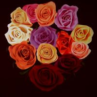 Roses Thumbnail.jpg Roses Thumbnail.jpg